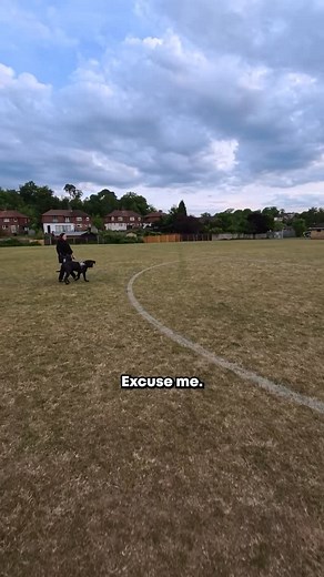 15K views · 12K reactions | Meet Sirius — a striking black Cane Corso...