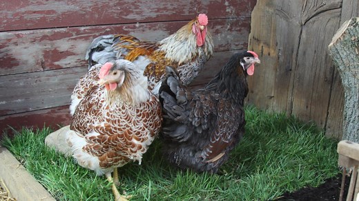 Breed Spotlight: The Wyandotte | Meyer Hatchery Blog