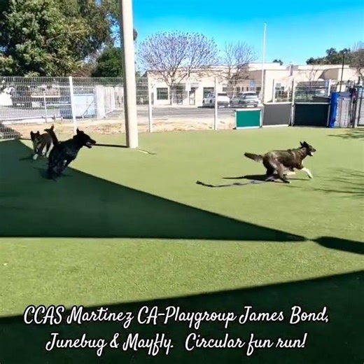 CCAS Martinez CA-Playgroup James Bond, Junebug & Mayfly. Circular fun run!