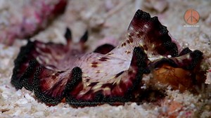 7.2K views · 433 reactions | Flatworm - Pseudocerotidae are a phylum of relatively simple bilaterian, unsegmented, soft-bodied invertebrates. | My Reef's Diary - Coral Triangle | Facebook