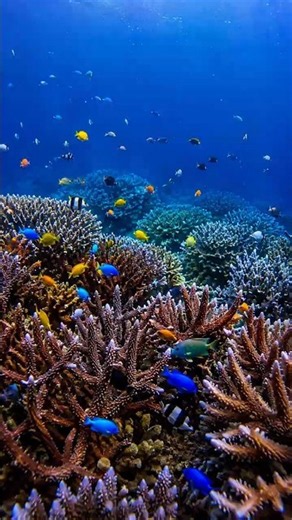 Coral Reef Alive with Color🪸 Ocean Ambience for Relaxation#coralreef#tropicalfish #underwater#shorts