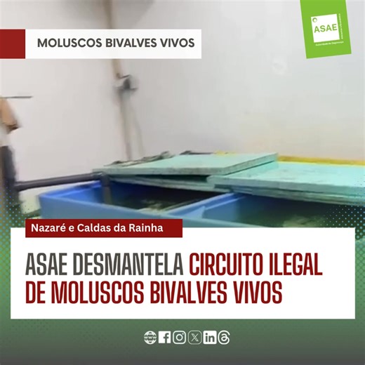 🚨🐚🦪 ASAE desmantela circuito ilegal de Moluscos Bivalves Vivos - Operação Limpa A Autoridade de Segurança Alimentar e Económica (ASAE) através da Unidade Regional do Sul pela Unidade Operacional de Santarém, realizou uma operação de fiscalização, no âmbito de uma investigação em curso, direcionada à depuração, expedição e comercialização de Moluscos Bivalves Vivos (MBV’s), nos concelhos da Nazaré e Caldas da Rainha. No decurso da ação, foi detetado um centro ilegal de depuração e expedição de