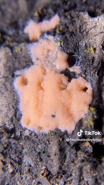 Wishing everyone a happy Easter and slime mold Sunday from this compilation of pulsing plasmodium! . These acellular slime molds (Myxomycetes) are masters of resurrection, able to dry out and form black hard storage structures called sclerotia when conditions are unfavorable (dry/sunny). Once their world becomes saturated again, they are able to reemerge and fuse together to form one giant multinucleated cell, moving and crawling around their environment consuming organic matter in their path. A