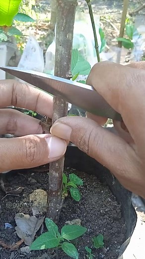 propagation fruit tree by grafting & gardening tips #gardeninglife | GardeningFruit