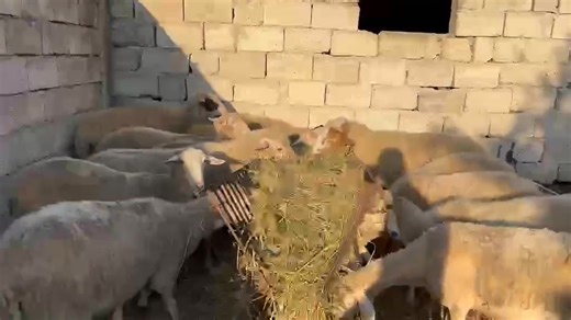 33K views · 355 reactions | 11 milore barsa pjellin ne tetor edhe 1 dash. edhe 5 dele edhe 1 dash pjellin ne tetor Ndodhen ne Vlore 0695688514 | Pazari i kafshëve | Facebook