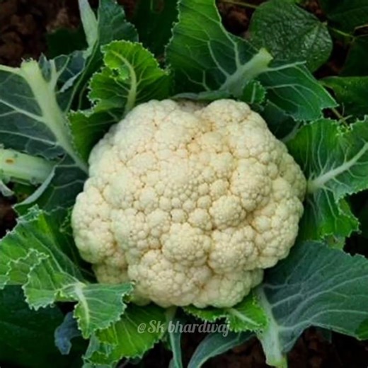 भोजन के रोचक तथ्य | Amazing facts about food 🥞 | interesting facts | food | #health #food #viral