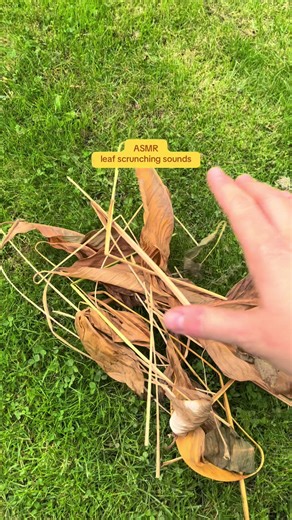 outdoor leaf scrunching tingly sounds from my garden #asmr #lofiasmr #outdoorasmr #natureasmr #notalkingasmr