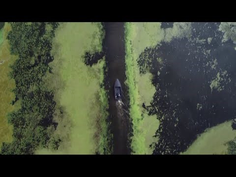 Lough Neagh: The year the UK's largest lake turned green (Northern Ireland/UK) 20/Aug/2025