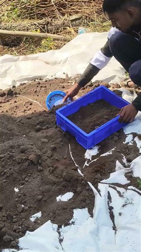 Summer me Button Mushroom Farming at Pilot Mushroom Academy ☎️ 8668460935 #pilotmushroom