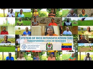 SYSTEM OF RICE INTENSIFICATION TRANSFORMING LIVES IN TANZANIA