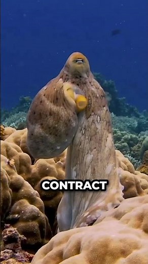 How Octopuses Change Color So Fast