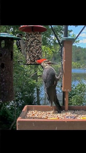 Juvenile Starlings Learning Their Place On the Cornell FeederWatch Cam