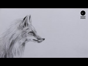 How To Draw Fox : Pencil Sketch Fox Drawing