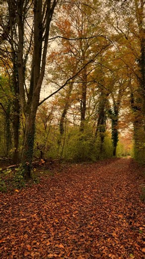 leaf fall🍁 #autumn #germany #asmr | RihlaSaw