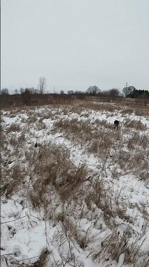 GWP on point #gwp #hunting #pointerdog #puppy #gsp #uplandhunting #training #pheasanthunting #hunt