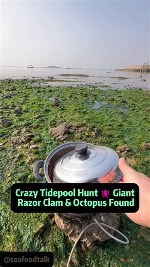 Crazy Tidepool Hunt 🦑 Giant Razor Clam & Octopus Found Today's ocean adventure turned into the ultimate birthday surprise hunt for fans! After starting the day with 'longevity noodles,' we hit the shoreline to find the perfect ocean gift - and what we discovered was wild. From scallops snapping shut to a mysterious black sand hole hiding something deep below, every moment felt like a real-life treasure hunt. If you've ever explored tide pools in places like California beaches or Florida coastli