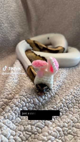 Doro the Bunny: Adorable Animal Moments