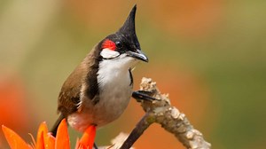 Discover 6 Invasive Birds of Florida