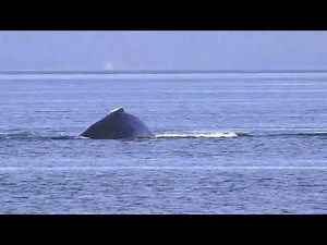 Whales right next to cruise ship! Icy Strait Point Alaska Whales Everywhere!