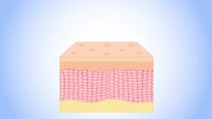 UV going to skin cell / ultraviolet