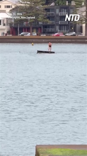1.2M views · 12K reactions | A man sunbathing on a pontoon in New Zealand’s Wellington Harbor got a surprise Friday when two orcas circled his float. | NTD Life | Facebook