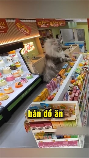 He built an entire city for dogs and cats.