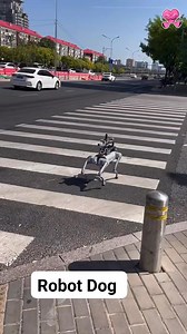 Robot Dog on the roads of china. #robotics | Reviews | Facebook