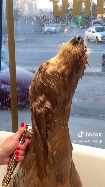 The Creatures Grooming Experience | Unique Pet Groomers
