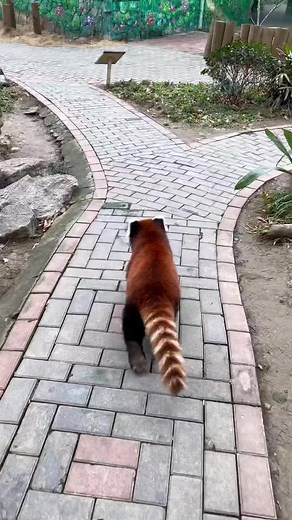 cute redpanda (@cutelesser_panda)’s videos with 原创音乐 - cute redpanda