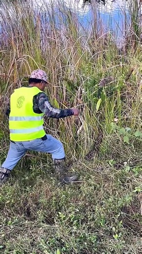 Python Hunting in the Everglades