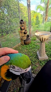 41K views · 1.5K reactions | #tropicalavianoasisandrescue #birdsforeverhome #BirdsSanctuary #parrotlovers #birdslovers | Tropical Avian Oasis and Rescue | Facebook