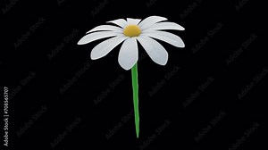 Daisy Flower Loop. 3D flower endlessly rotates and rubs with petals in a seamless loop on a transparent alpha channel background for easy drag and drop.