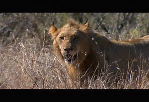 Kicked Out of the Pride