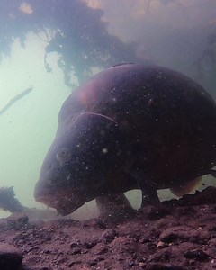 Comment how big you think this fish is. We'll let you know later... ;) | Fish With Carl