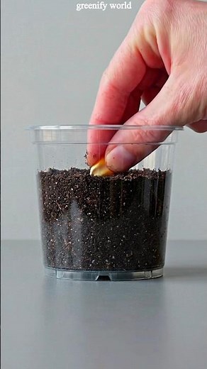 How Baby Corn Grows 🌱🌽 (You Won’t Believe This)