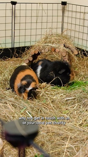 1.5K views · 51 reactions | Let’s talk about companionship for some of our smallest furry friends – guinea pigs! Guinea pigs are a social species, and in the wild, they naturally live in groups. That’s why it’s so important that they have a piggy companion to spend their life with. In this video, small pet behaviourist, Chris, speaks about mixing these pets, and the service we offer if your pig needs a pal. #GPAW | Woodgreen Pets Charity | Facebook