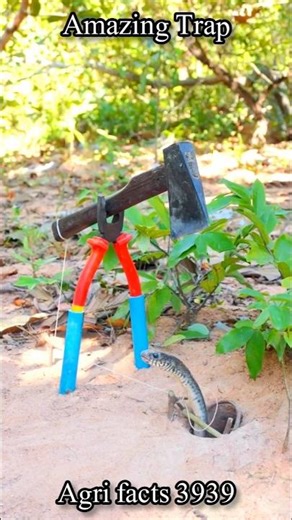 Dangerous DIY Traps You Should NEVER Try! 😱 | Wildlife Safety Awareness #birds #shorts #animals