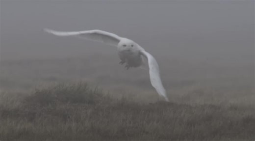 Rare Snowy Owl Spotted in New York State