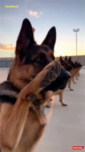 Elite K9 Ground Training Skills 💪🐕 | Police Dog Obedience #Shorts