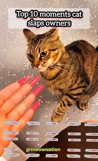 Top 10 funny moments cats slap their owners !!