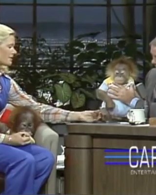 Johnny can't stop laughing around a Baby Gorilla, a hilarious interaction #johnnycarson #ComedyLegend #comedyshow #latenightshow #tonightshow | Trends and Lifestyle