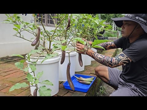 Cara menanam terong panjang ungu di pot || How to grow long purple eggplant in a pot