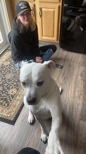 My baby belle cheese #americanbulldog #dogtalk #mydog #sundayvibes Bethany Nickole | Alex Murphy