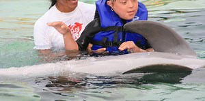 What is Dolphin Assisted Therapy?