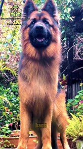 ¡Pastor Aleman Intenta enfrentar a un Rottweiler! #pastoraleman #rottweiler #animalessalvajes #europa #estadosunidosdenorteamerica | Guardianes de la selva y vida salvaje