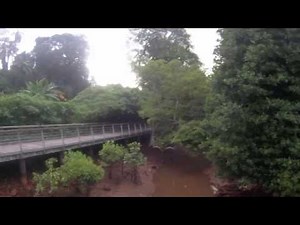 The mangroves of Singapore and Southeast Asia