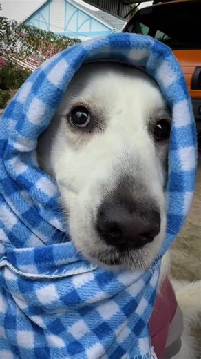 Funny Dogs Battling Strong Wind