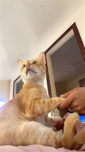 Tigger, the dancing cat 😂