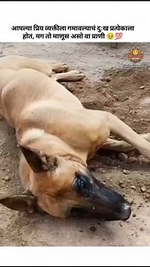 25K reactions · 470 shares | 梁 #marathi #marathipost #doglover #dogslife #marathistatus #marathimanus #instagramreels #instadaily #viralvideos #maharashtra | Marathiduniyaa | Facebook