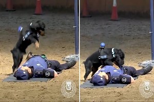 Anjing Ini Praktikkan CPR Termasuk Napas Bantuan pada Polisi
